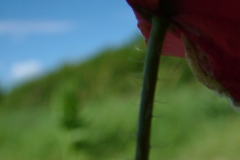 DSCF2062