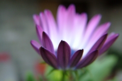 DSCF3218