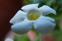 DSCF3652