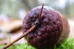 DSCF4147
