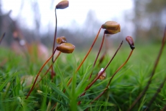 DSCF4171