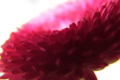 DSCF3466