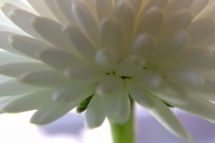 DSCF3470
