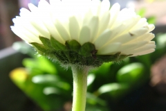 DSCF3479