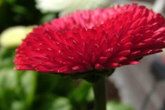 DSCF3483