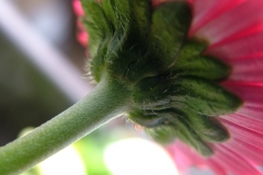 DSCF3487