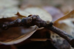DSCF3990