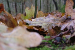 DSCF4037