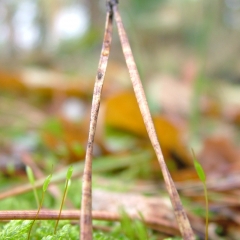 DSCF4136