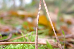 DSCF4137
