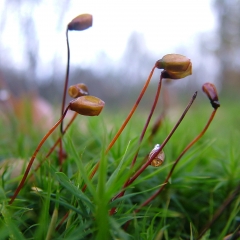 DSCF4171