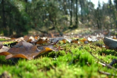 DSCF4231