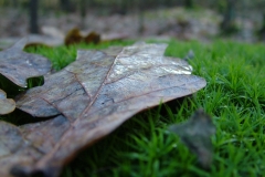 DSCF4238