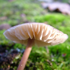 DSCF4275