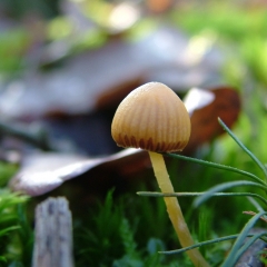 DSCF4318