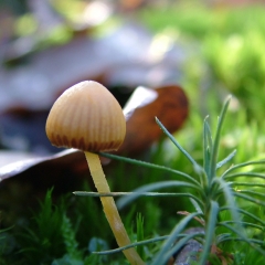 DSCF4319