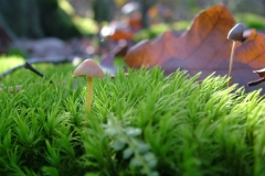 DSCF4322