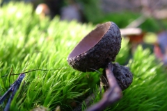 DSCF4331