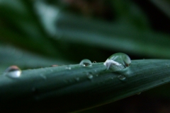 DSCF5803