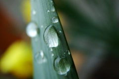 DSCF5936