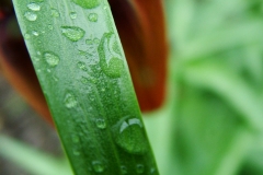 DSCF5963