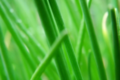 DSCF5979