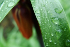 DSCF6005