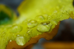 DSCF6071