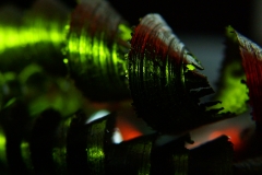 DSCF6958