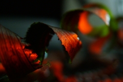 DSCF6962