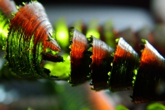 DSCF6989