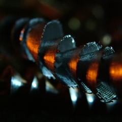 DSCF7668