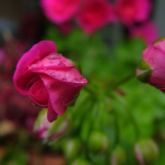 DSCF8634