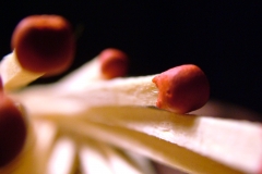 DSCF9165