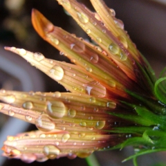 DSCF9281