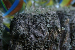 DSCF9477